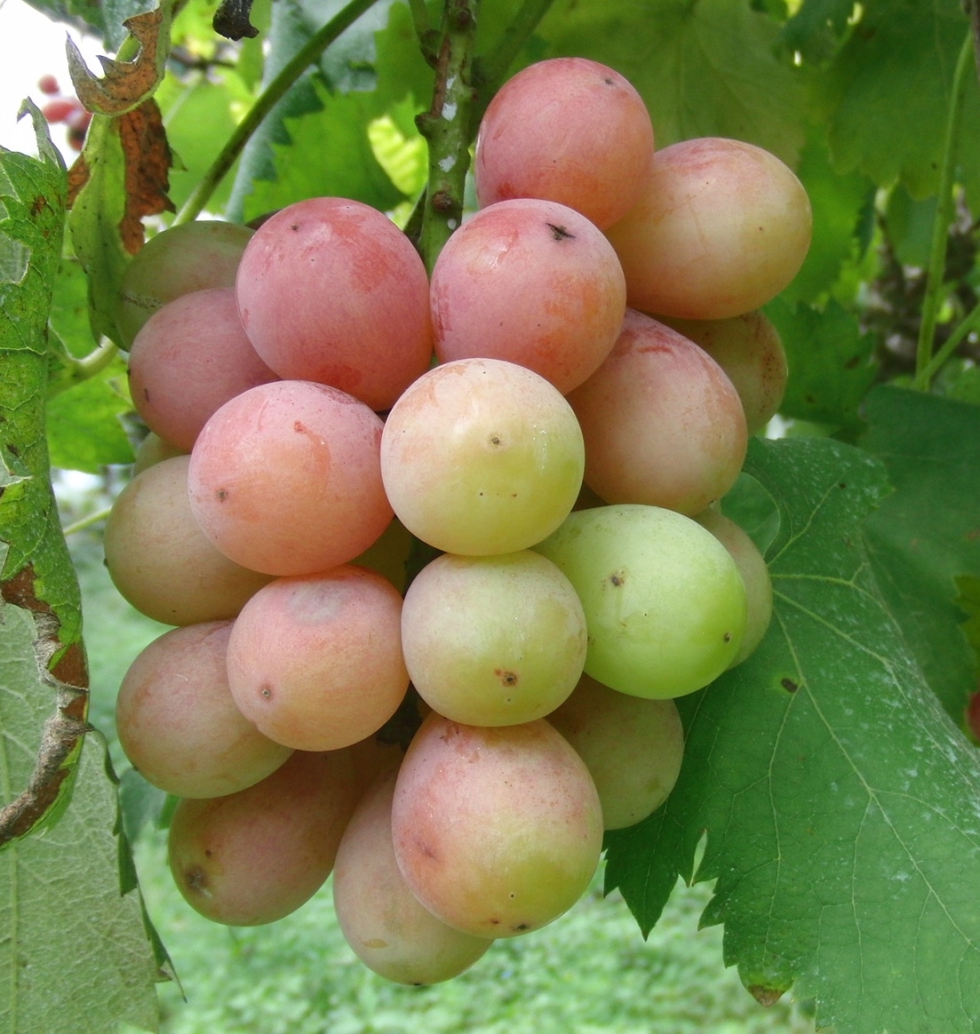 「農家直送」安芸クイーン4㎏箱 ※6房～8房程度 8月中旬以降発送予定 岡山県和気町産 [松石農園]