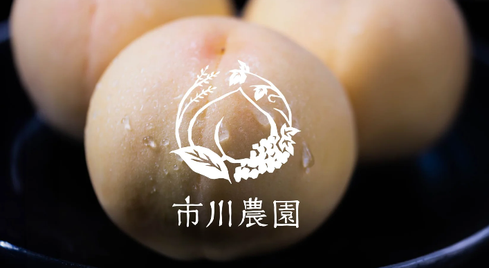 「7月～8月発送予約商品」岡山県産　岡山白桃　6個～8個入り　2ｋｇ白鳳、白麗等旬の品種をお届け　市川農園