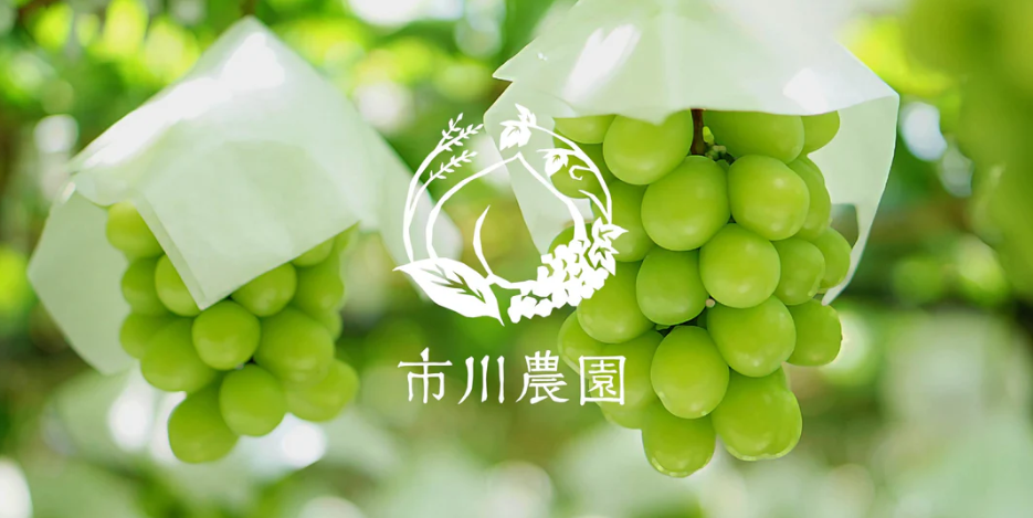 「9月～11月発送予約商品」 岡山県産　シャインマスカット　2房入り1.2Kg　市川農園　産地直送