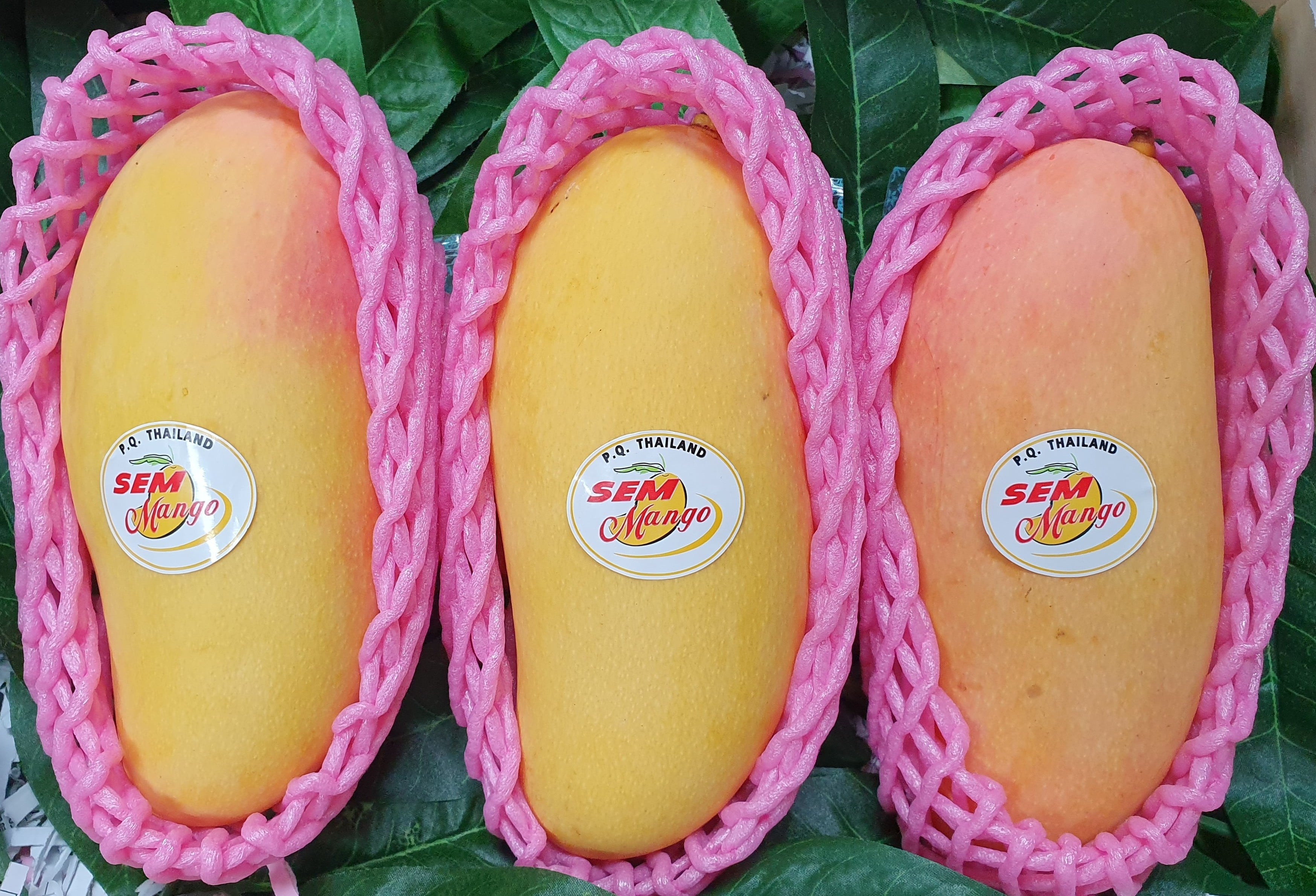 タイ産マンゴー 約 5Kg (10 個 ～ 16個入り) JALUXマンゴー（マハチャノック）6/18-6/20頃お届け(タイからJAL便で産地直送)