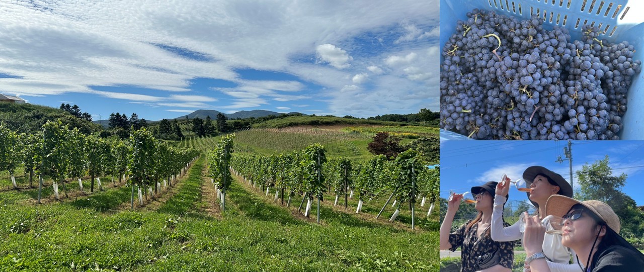 日本ワイン特集