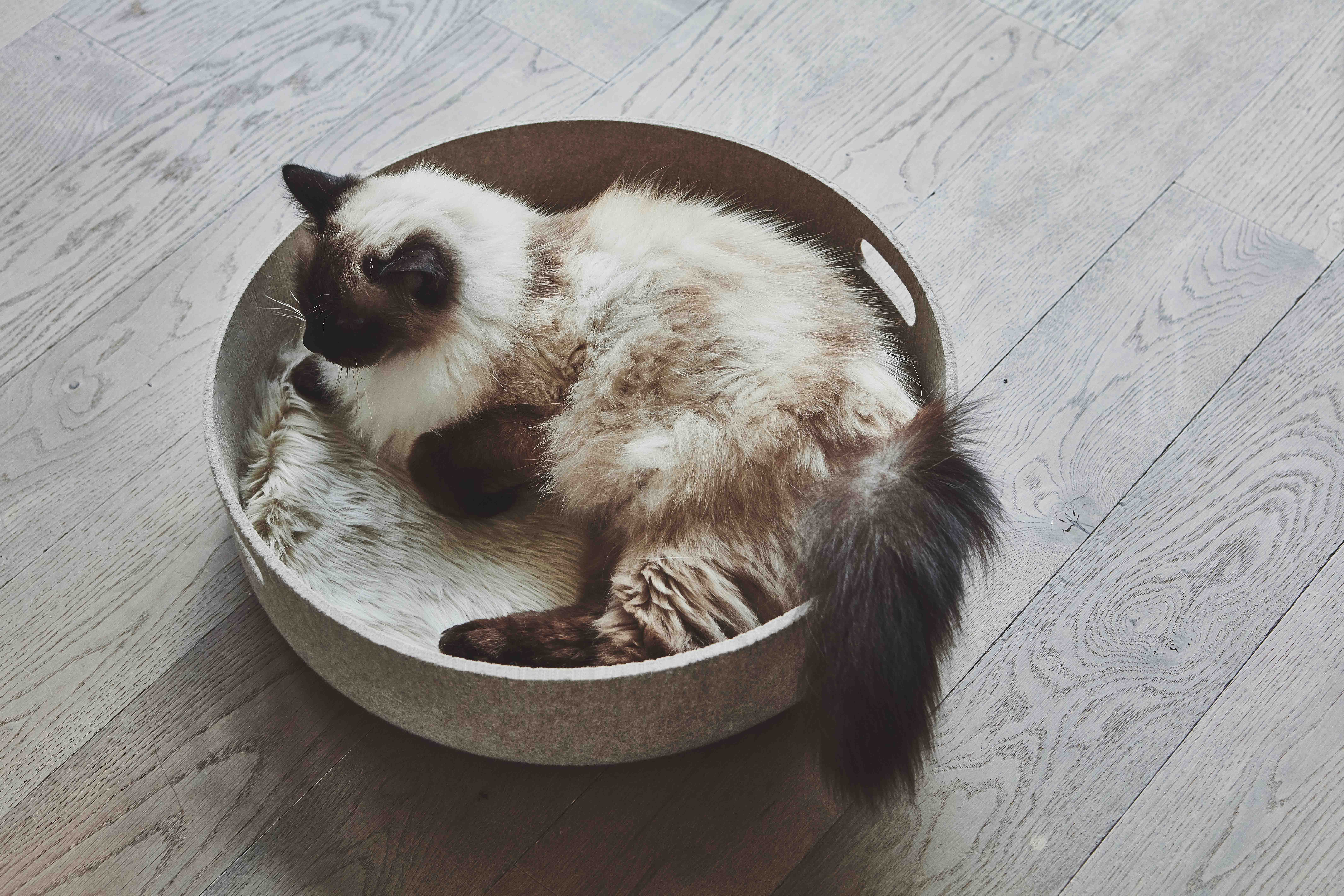 Cesto ( キャットベッド＆トイバスケット) Ocher Ocher Yellow