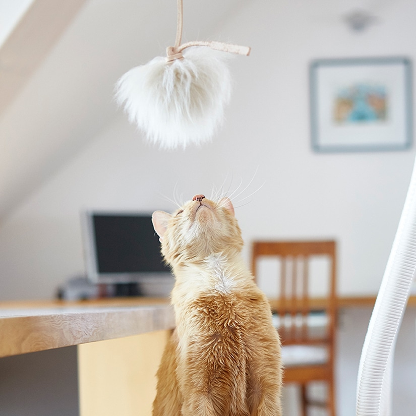 Topo (Cat Toy) Brown cognac・Toupe