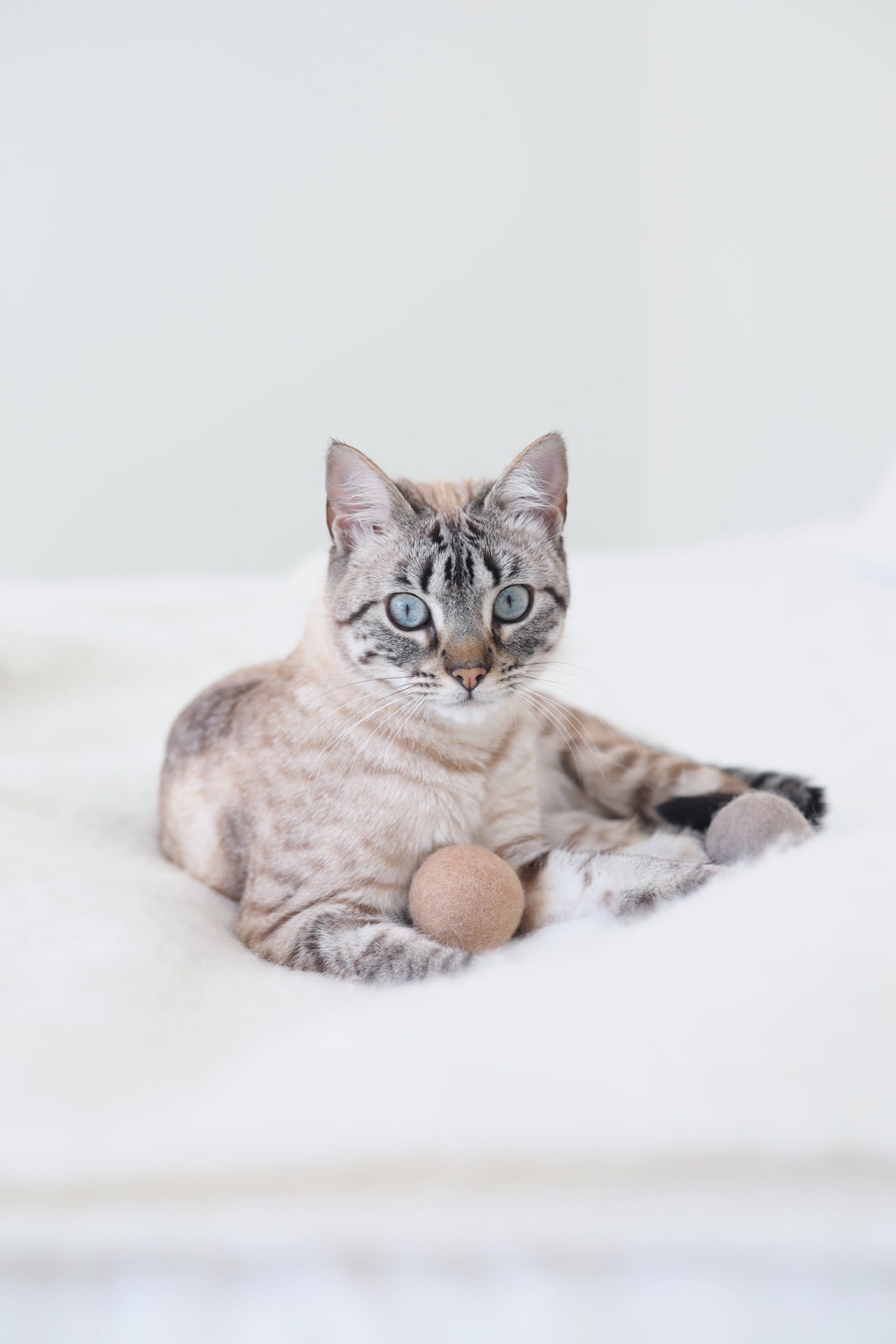 Globo Cat Toy Ball Chocolate Chocolate