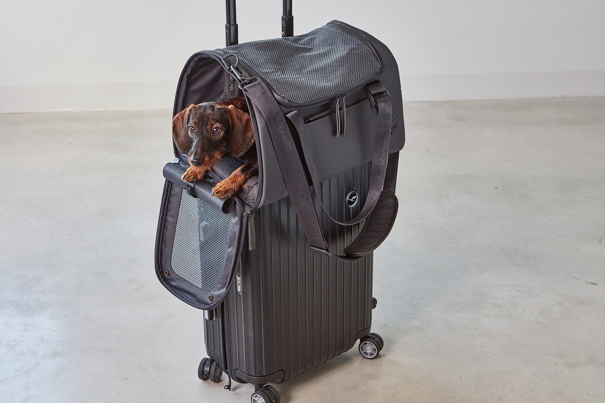Volata ( ドッグキャリーバッグ) Asphalt