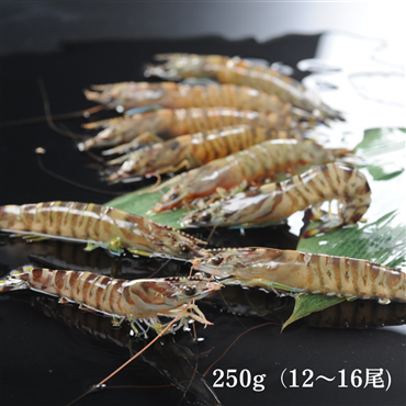 （送料無料）沖縄県久米島産　車えび250g