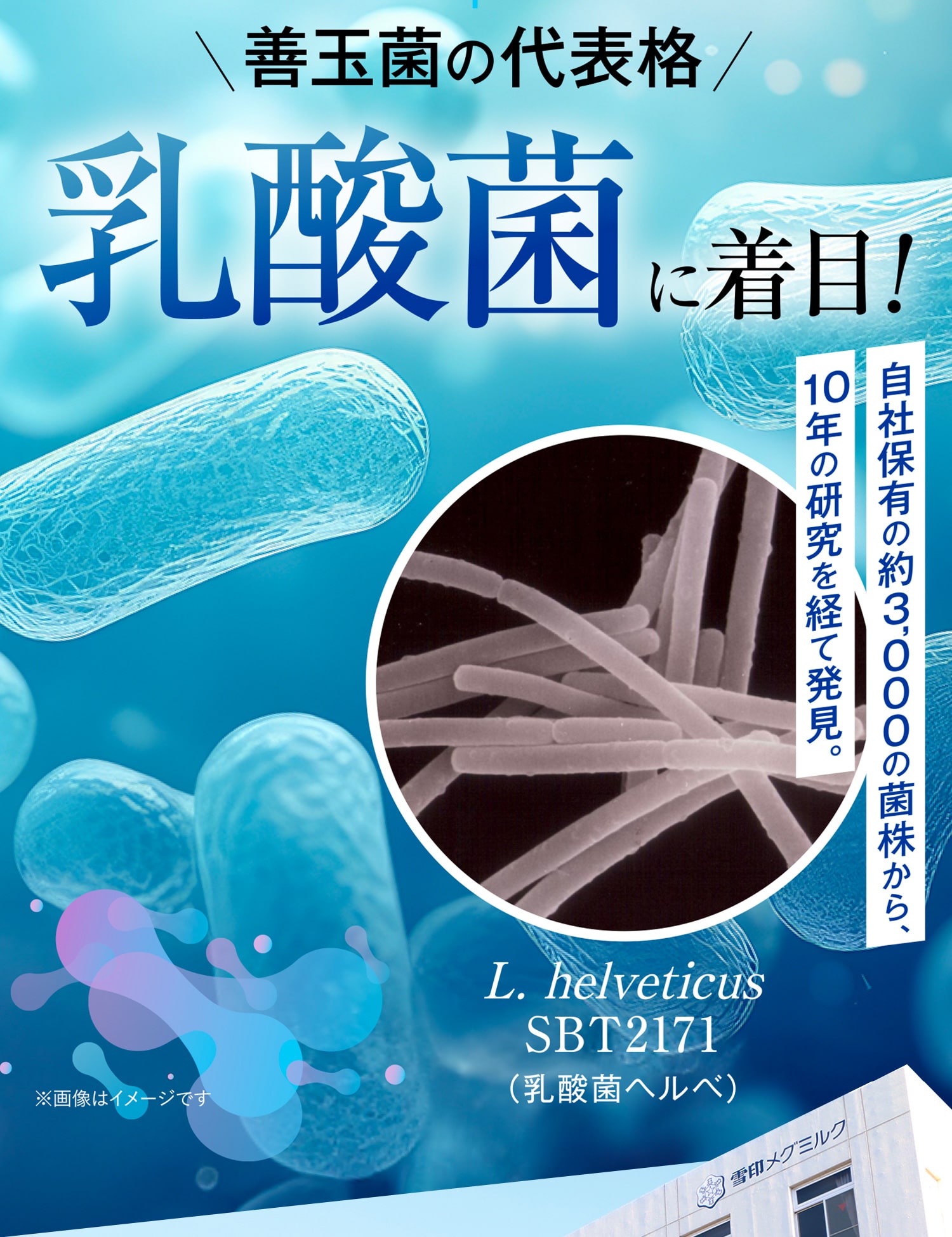 そこで善玉菌の代表格、乳酸菌に着目！