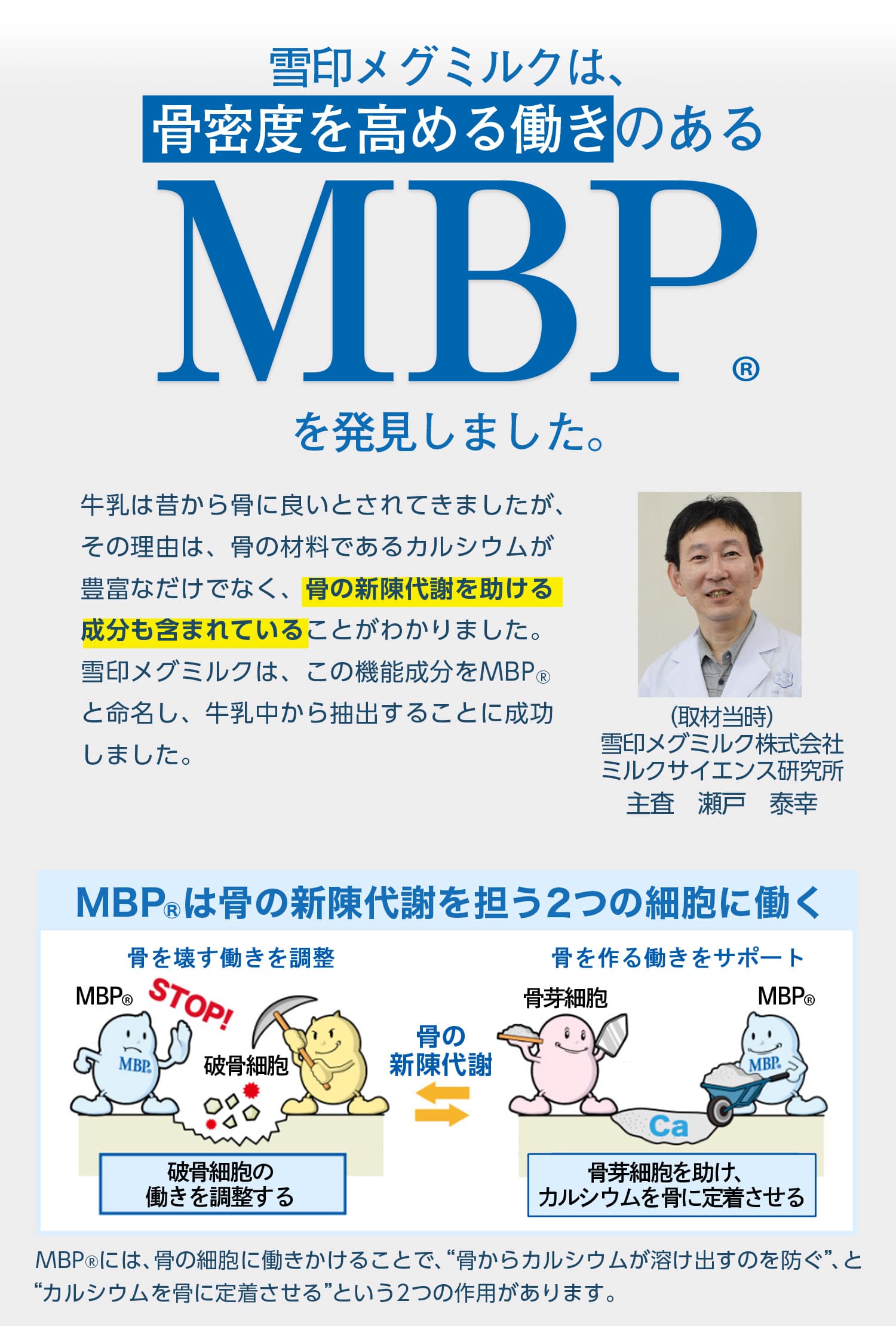雪印メグミルクは、骨密度を高める働きのあるMBP(R)を発見しました。MBP(R)は骨の新陳代謝を促進する2つの細胞に働く