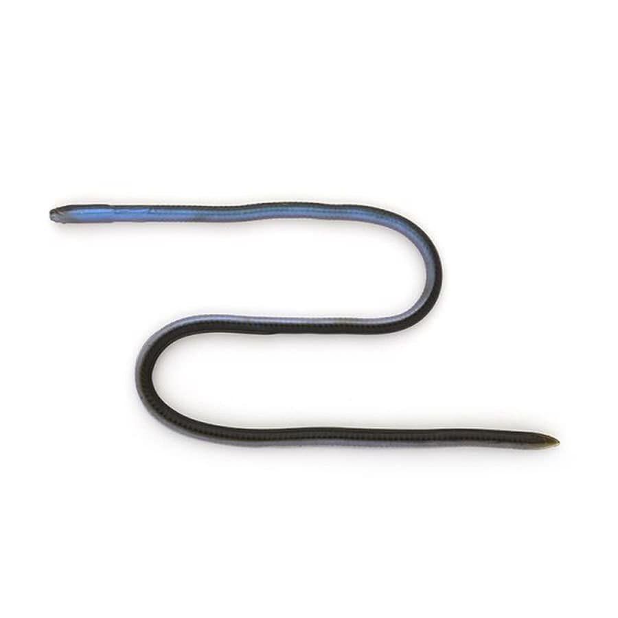 イマカツ ワーム スキニーイールクローラー12インチ(エコ対応品) #S-234 クリアGPブルーパールB