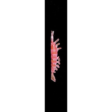 ヤマリア ワームバケ2 モエビ M P