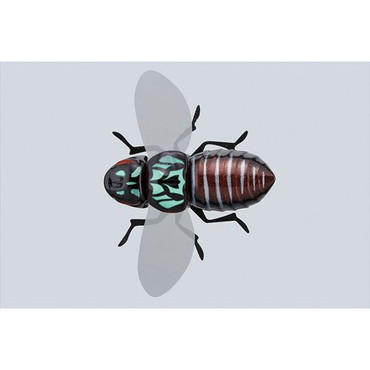 ジャッカル バグドッグ バグブラック