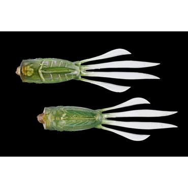 ジャッカル RV-ラッシュアワー 3.8インチ グリーンバグ