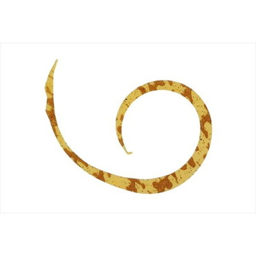 ジャッカル タイラバ 鯛ラバ ビンビンスイッチT+ネクタイ マイクロカーリー スリム エビオレ