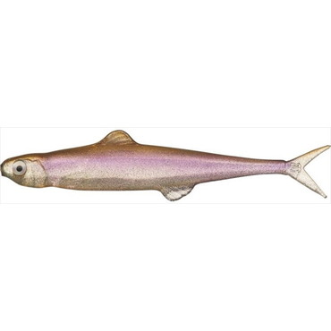 エバーグリーン　ラストエース７５　＃４１　ワカサギ