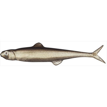 エバーグリーン　ラストエース７５　＃５７　トリックシャッド