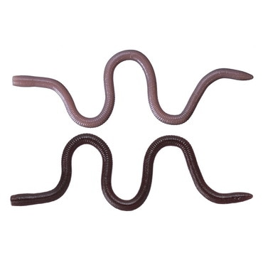 OSP MMZ チビ TW203イソメン