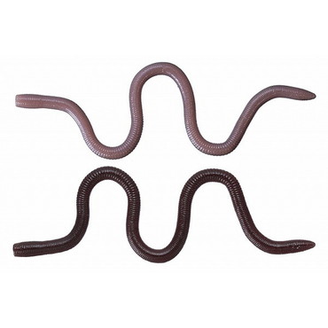 OSP ワーム MMZ デカ TW203イソメン 6403203