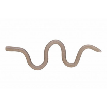 OSP ワーム MMZ チビ W075ステルスみみずぅ