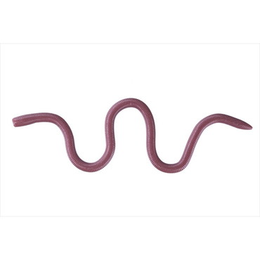 OSP オーエスピー ワーム MMZ デカ WF050みみずぅ(高浮力)