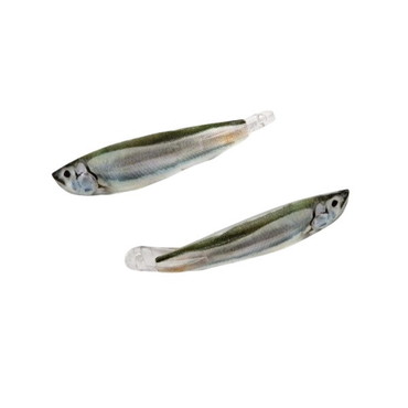 イマカツ バスルアー IK-420 アベンタクローラーダイバゼル スペアウィング 3DRブリーディング