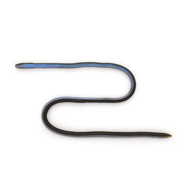 イマカツ ワーム スキニーイールクローラー12インチ(エコ対応品) #S-234 クリアGPブルーパールB