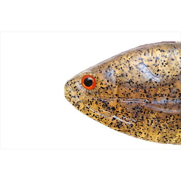 一誠 イッセイ ワーム ギルフラット#41 稚ギル