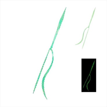 シマノ タイラバ 鯛ラバ ED-X02U 炎月 ミックスストレート 006 チャートグロー