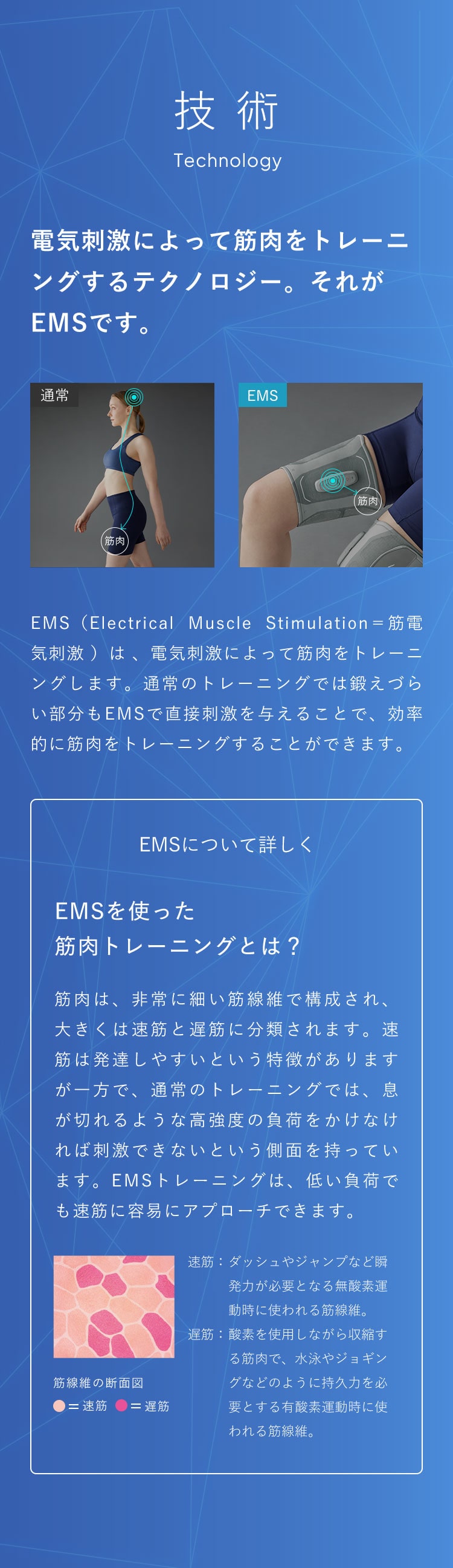 シックスパッド レッグベルト2 （M-Lサイズ）(M-L): MTG ONLINESHOP