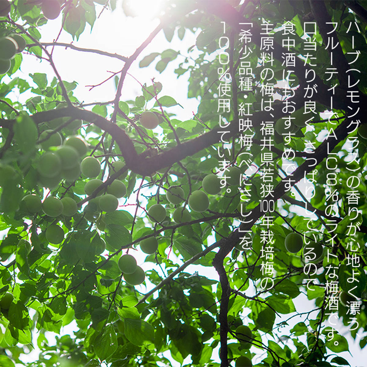 若狭梅酒 ギフトセット 〔若狭梅酒500ml、レモングラス梅酒500ml〕