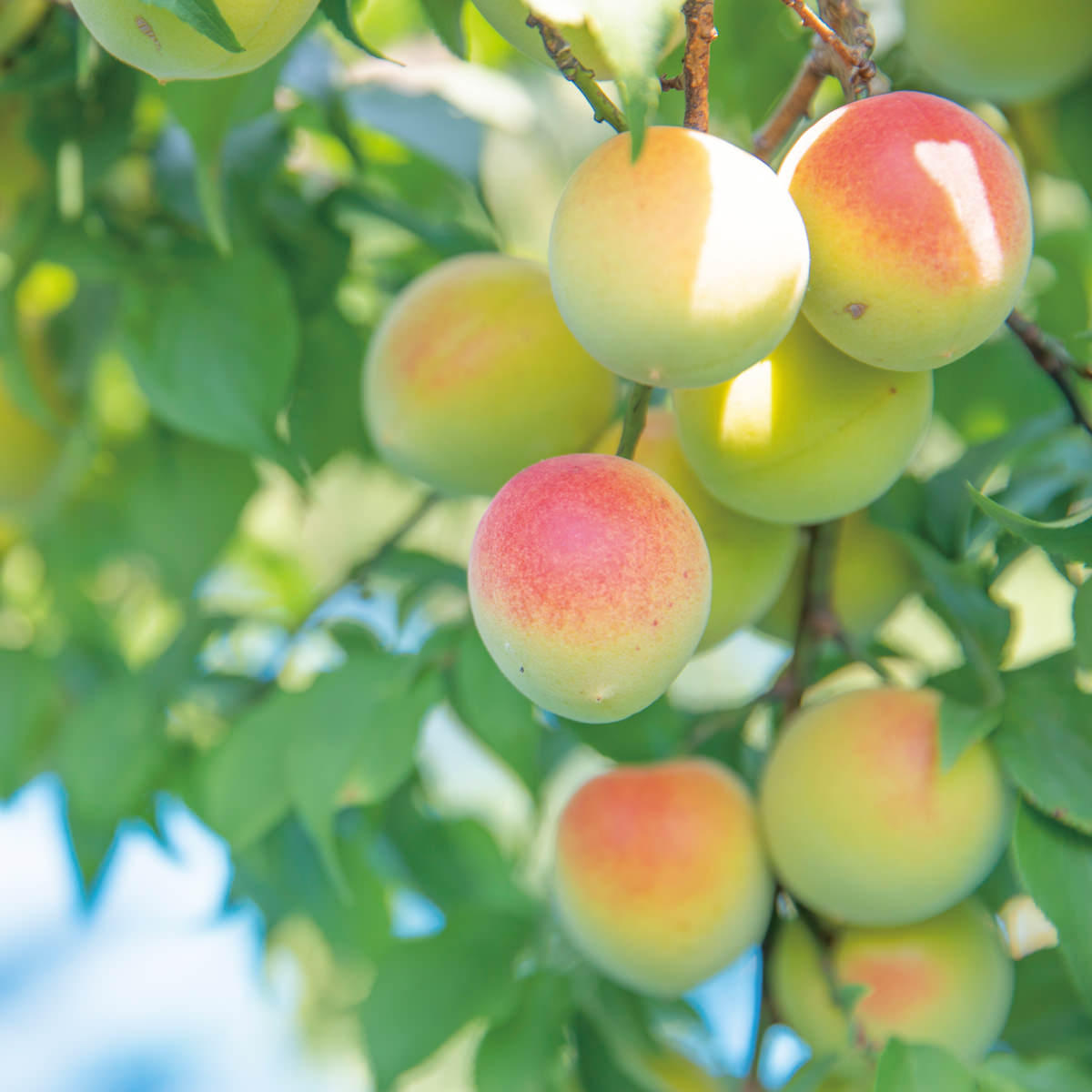 梅酒 ishigami & ミニボトル 4種 飲み比べ 〔うめ・桃ジンジャー・和歌山サングリア・ゆず 各90ml〕