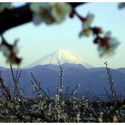 南アルプスの梅ぼし屋さん 昔ながらの小梅ぼし しそ漬