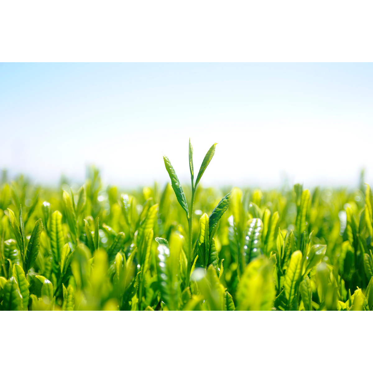 静岡 牧之原 やぶきた 深蒸し茶 あららぎ 特上 〔100g〕