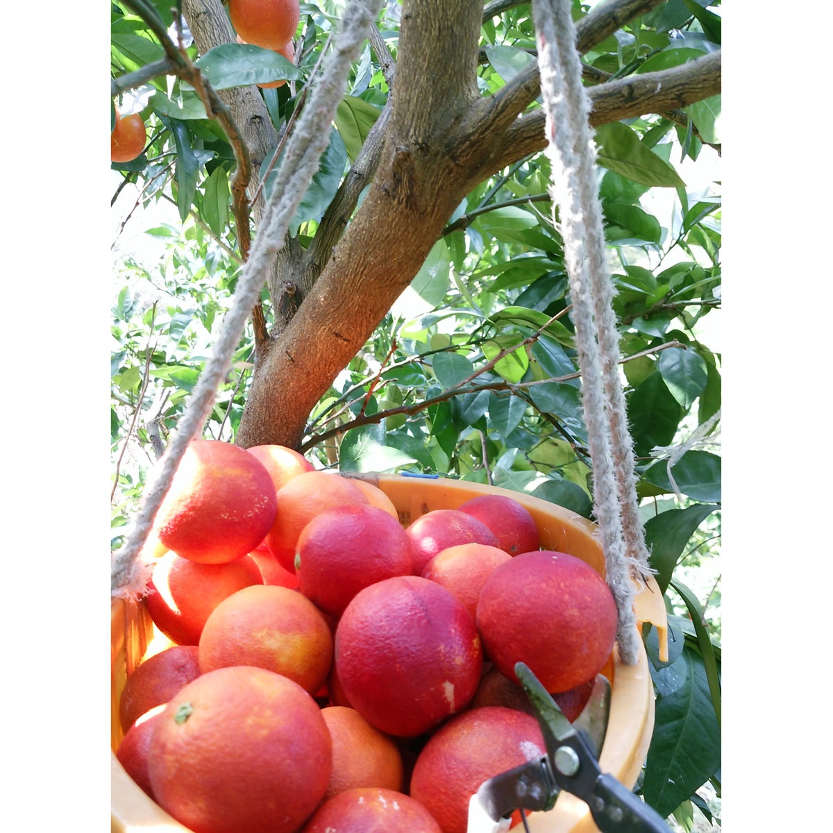 ブラッドオレンジジュース モロ 孤高の深紫 12本 〔720ml×12〕