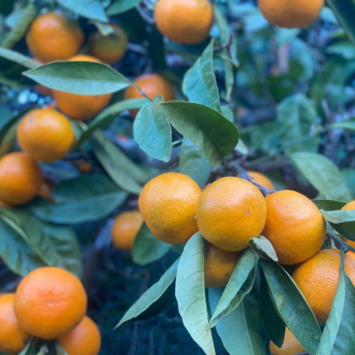 温州みかんジュース 自家農園産ブレンド β 宮川早生 南柑20号 シンリ 12本 〔720ml×12〕