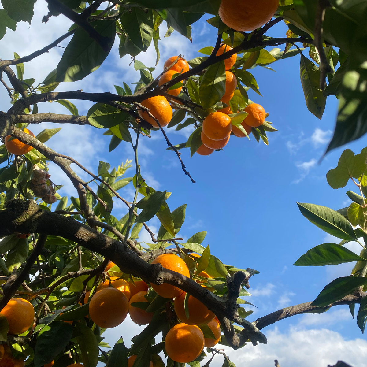 温州みかんジュース 自家農園産ブレンド Σ 宮川早生 南柑20号 マンガン 12本 〔720ml×12〕