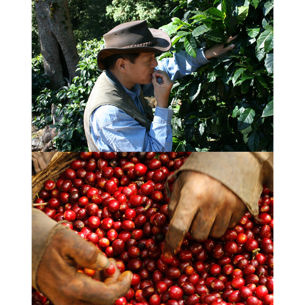 ミカフェート こだわり ドリップバッグ 飲み比べ 〔ベジャビスタ ブルーマウンテン アルトルナ 他全6種 各10g×5袋〕