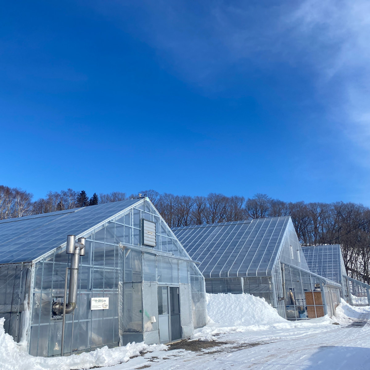 北海道 おとふけ産 マンゴー 白銀の太陽 3Lサイズ ギフト〔約450~509g〕