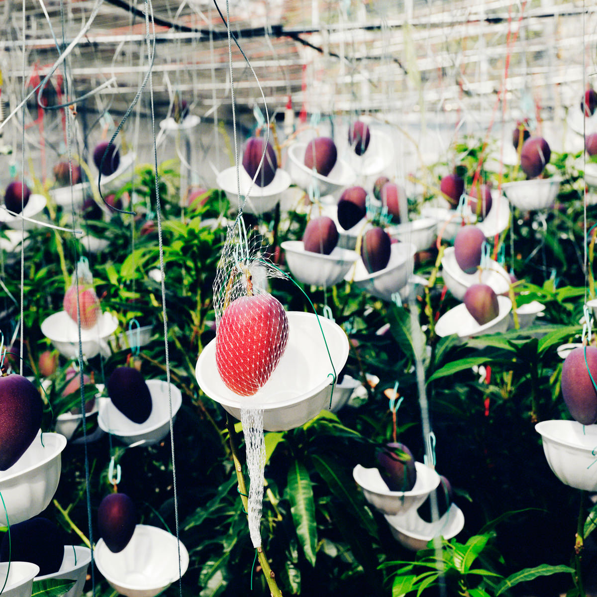 北海道 おとふけ産 マンゴー 白銀の太陽 2Lサイズ ギフト〔約350~449g×2〕