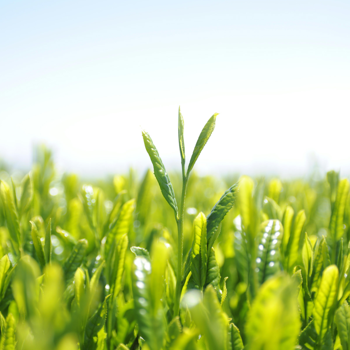 静岡 牧之原茶 雫茶 プレミアム ペットボトル やぶきた 〔350ml×24〕