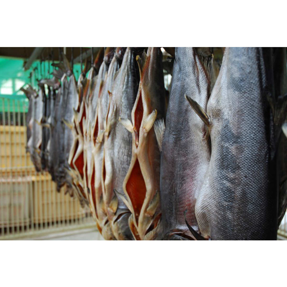 村上の塩引鮭 真空パック 〔5切×2〕