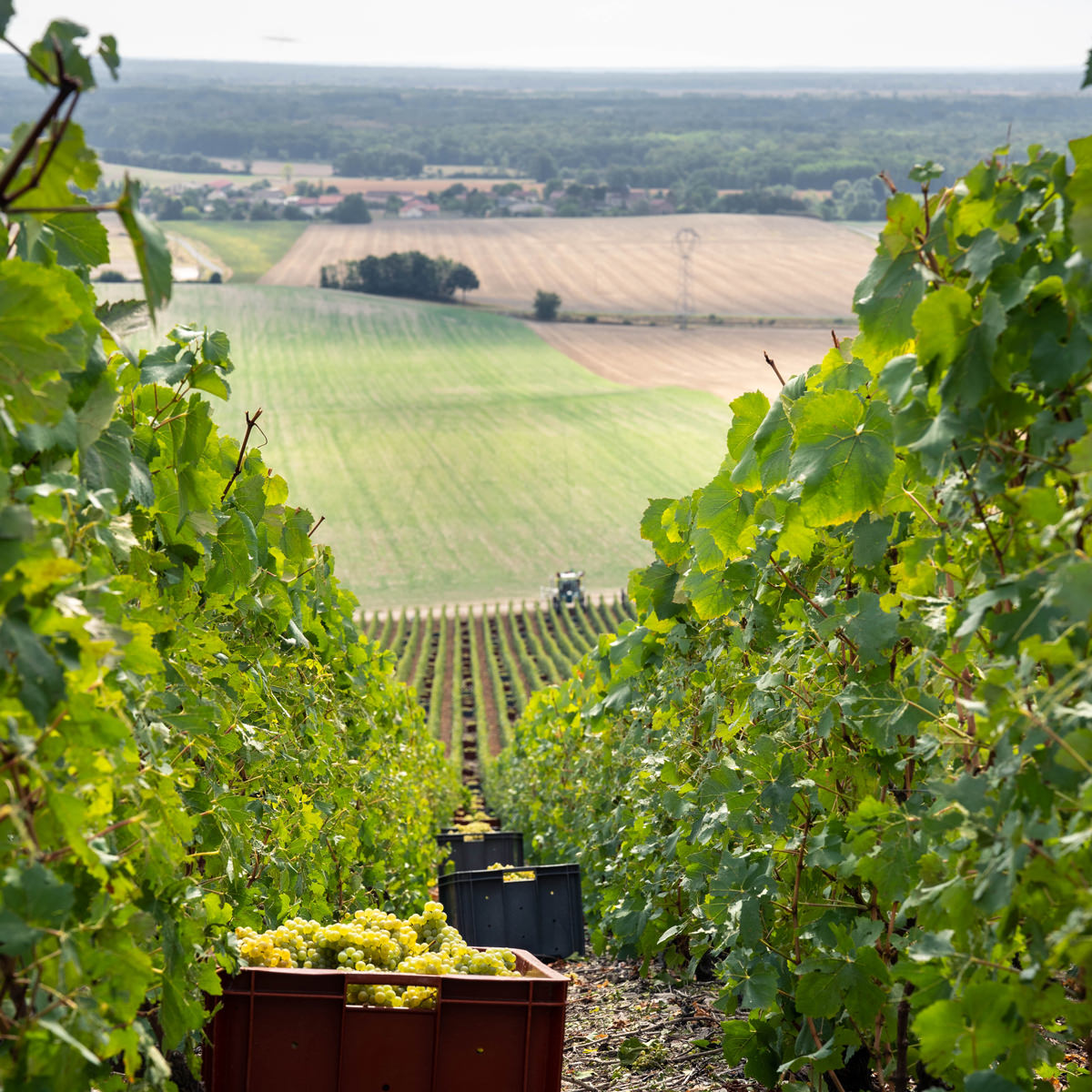 シャンパーニュ・ロスト シャンパン ギフト〔750ml〕