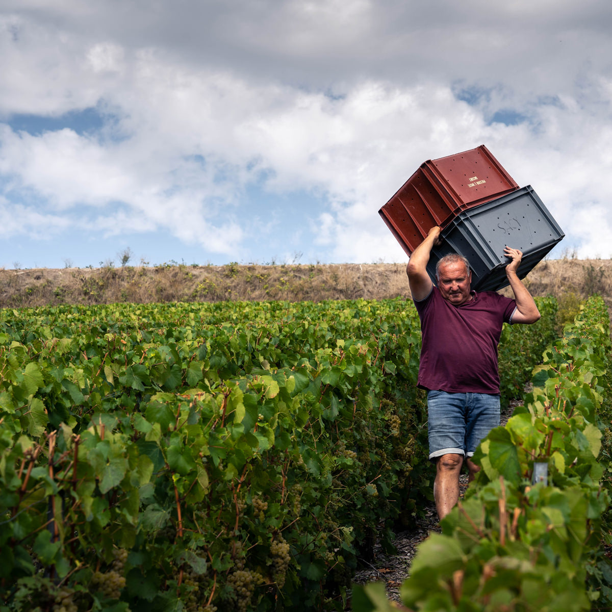 シャンパーニュ・ロスト シャンパン ロゼ ギフト〔750ml〕