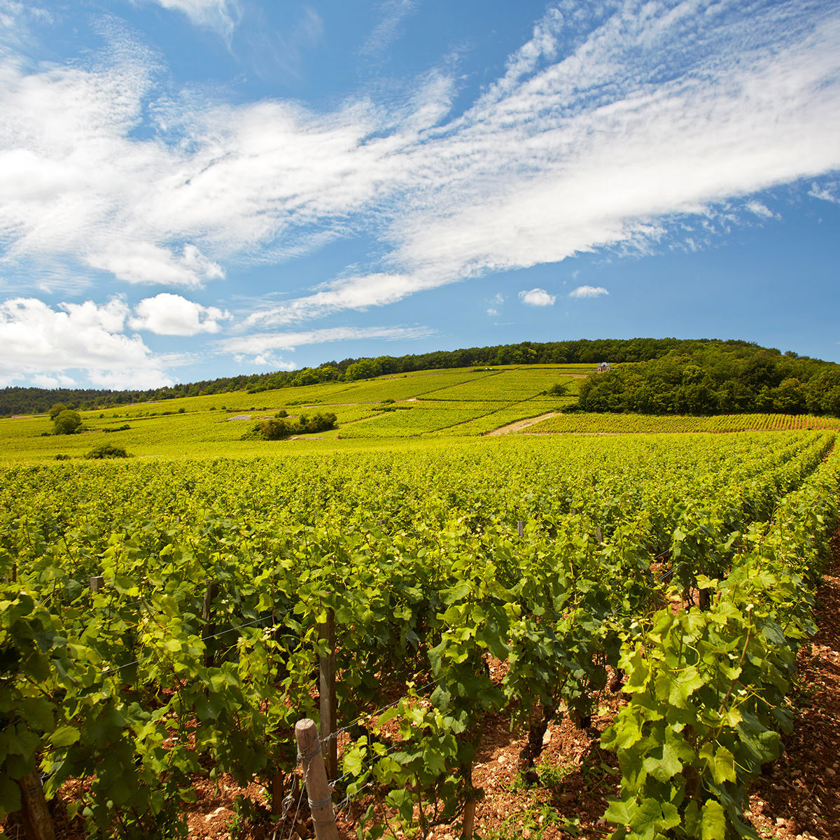 ドメーヌ・ミシェル・マニャン ブルゴーニュ・コート・ドール〔750ml〕