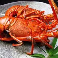 天然 伊勢海老 活〆 ボイル冷凍 〔約250g×2尾〕【沖縄県・離島 配送不可】