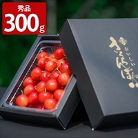 アンスリーファーム 佐藤錦 Lサイズ以上 秀品 ギフト〔300g〕［沖縄県・離島 配送不可］