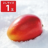 北海道 おとふけ産 マンゴー 白銀の太陽 2Lサイズ ギフト〔約350g～449g〕