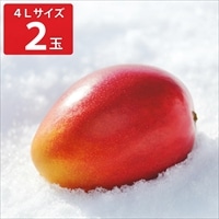 北海道 おとふけ産 マンゴー 白銀の太陽 4Lサイズ ギフト〔約510～649g×2〕