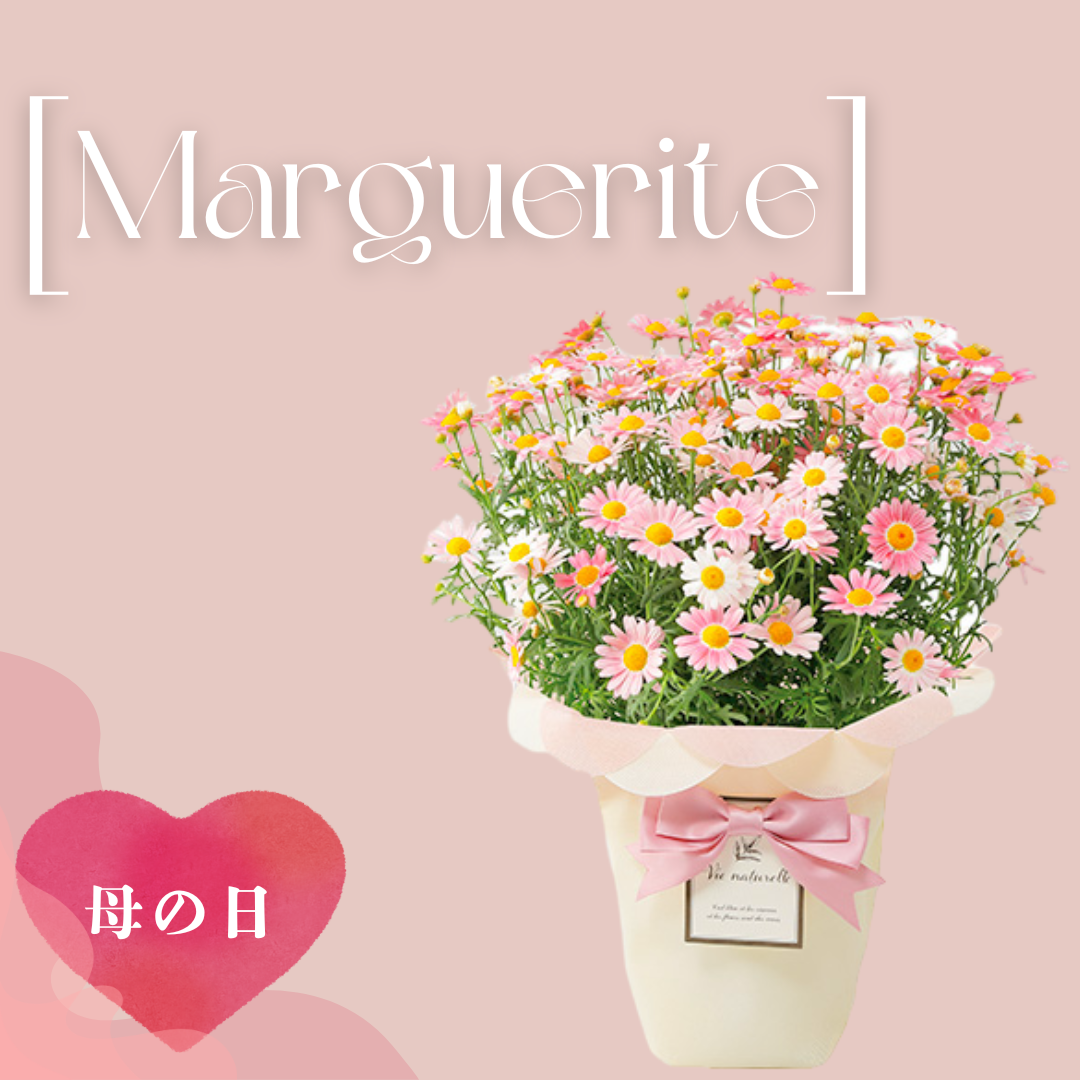銀座花門【母の日】Marguerite （マーガレット）            ご注文締切：5月6日　☆母の日カード付き！