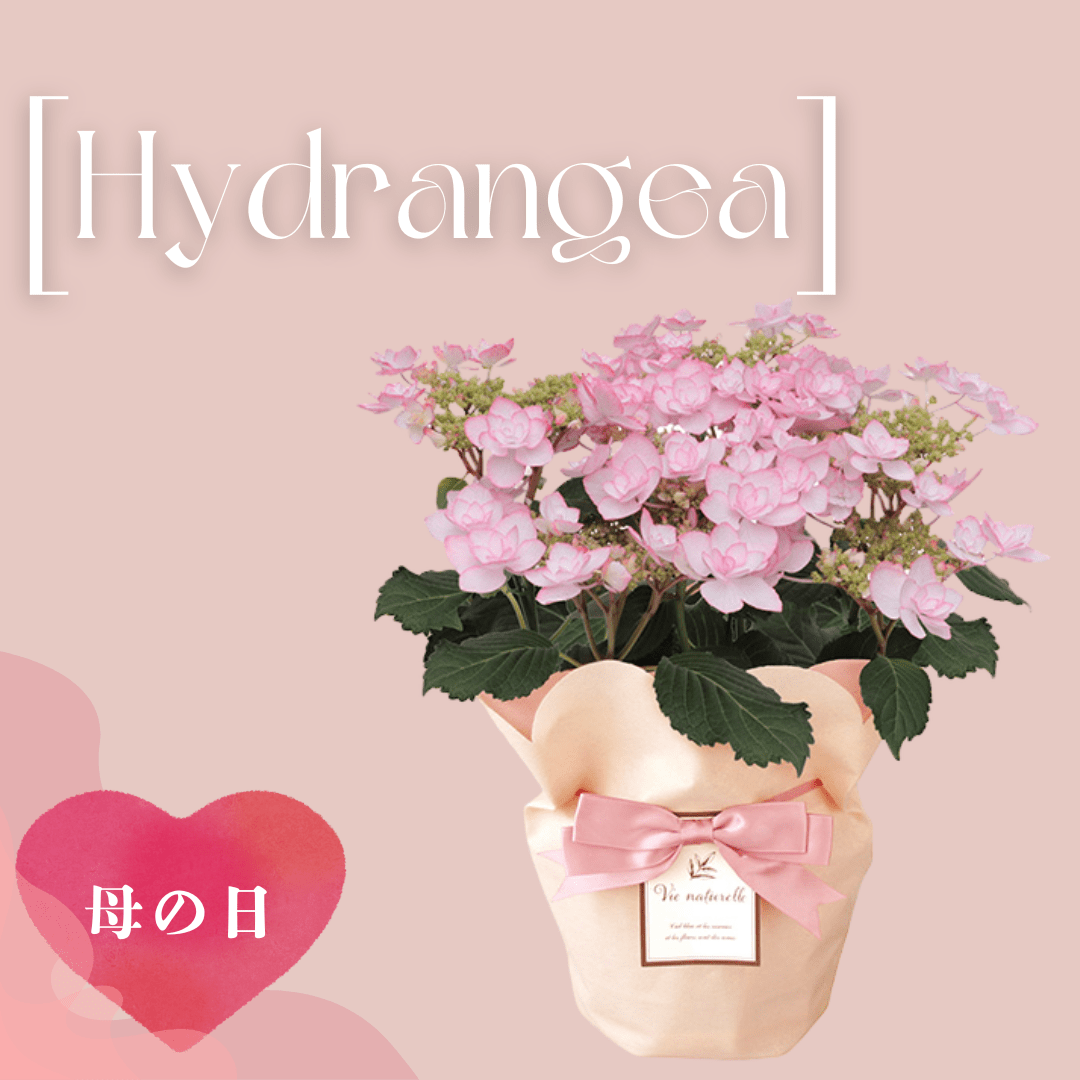 銀座花門【母の日】 Hydrangea（紫陽花）　　　　ご注文締切：5月6日　☆母の日カード付き！
