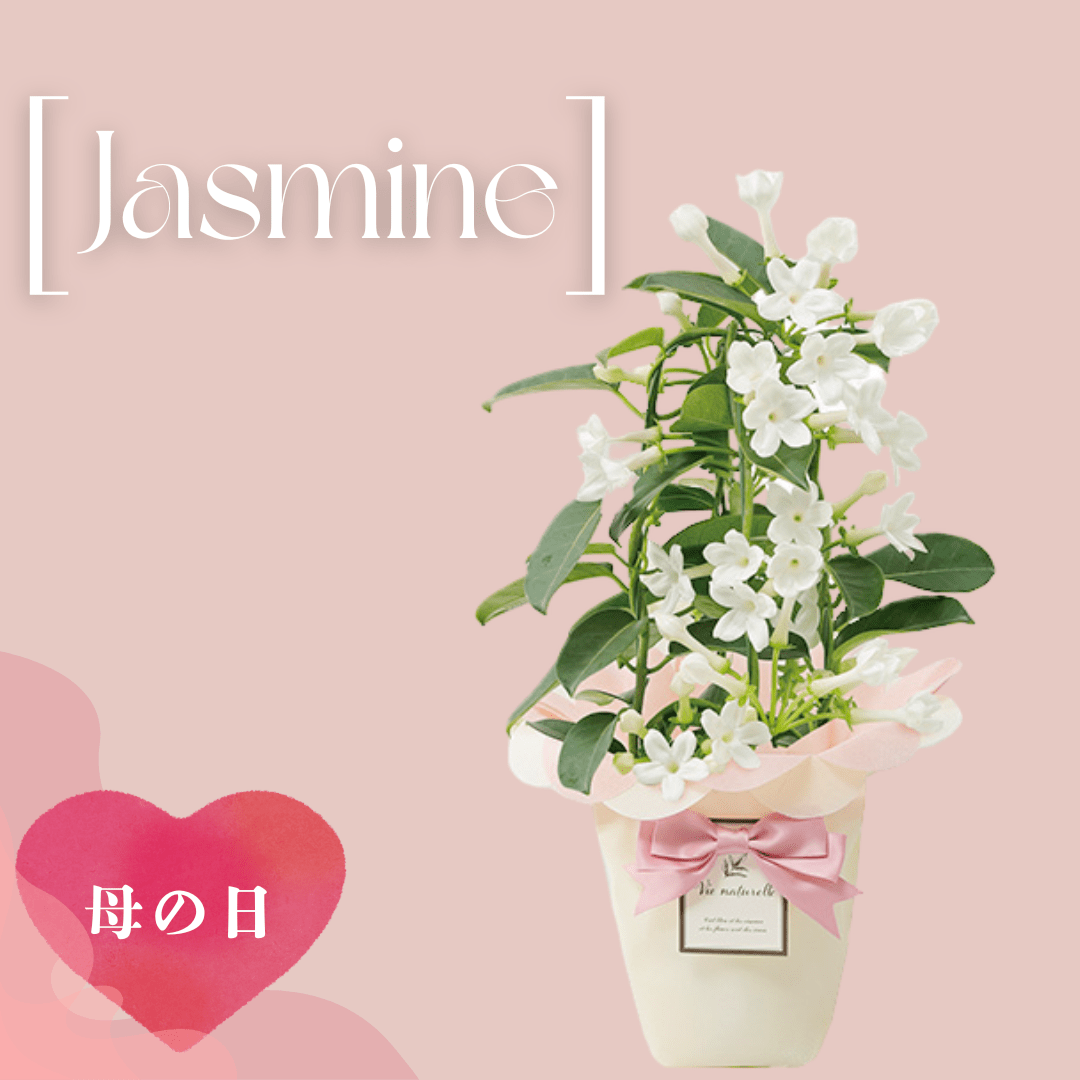 銀座花門【母の日】 Jasmine　（ジャスミン）ご注文締切：5月6日　☆母の日カード付き！